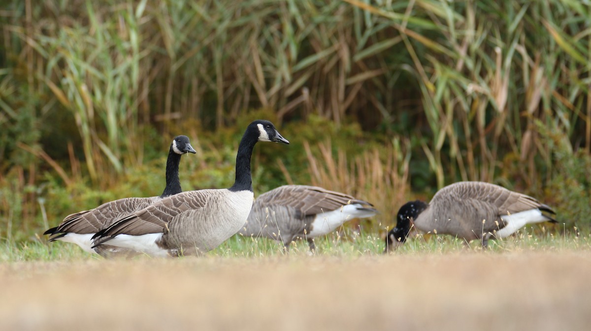 Branta kanadar handia - ML643488664