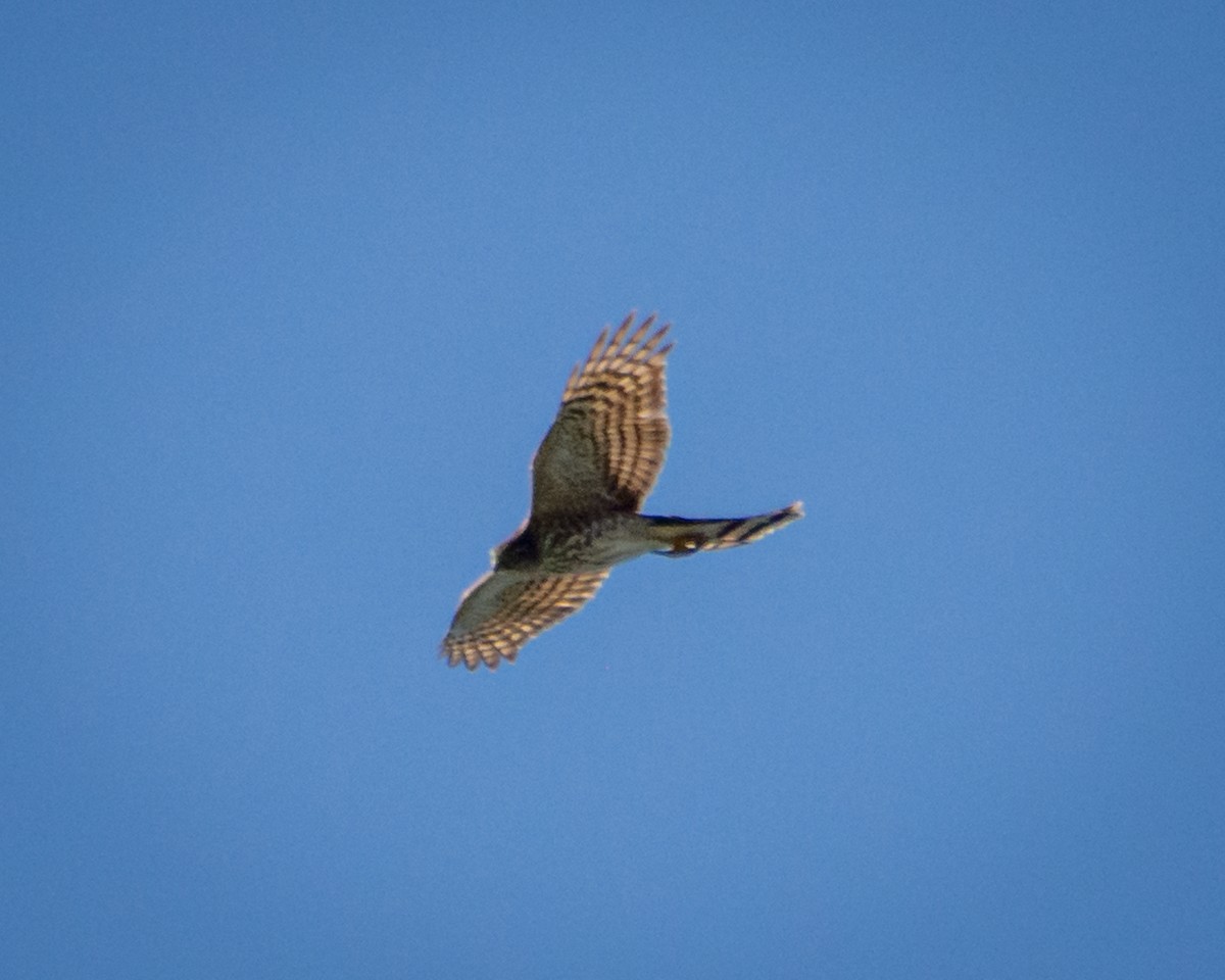 Sharp-shinned Hawk - ML643488667