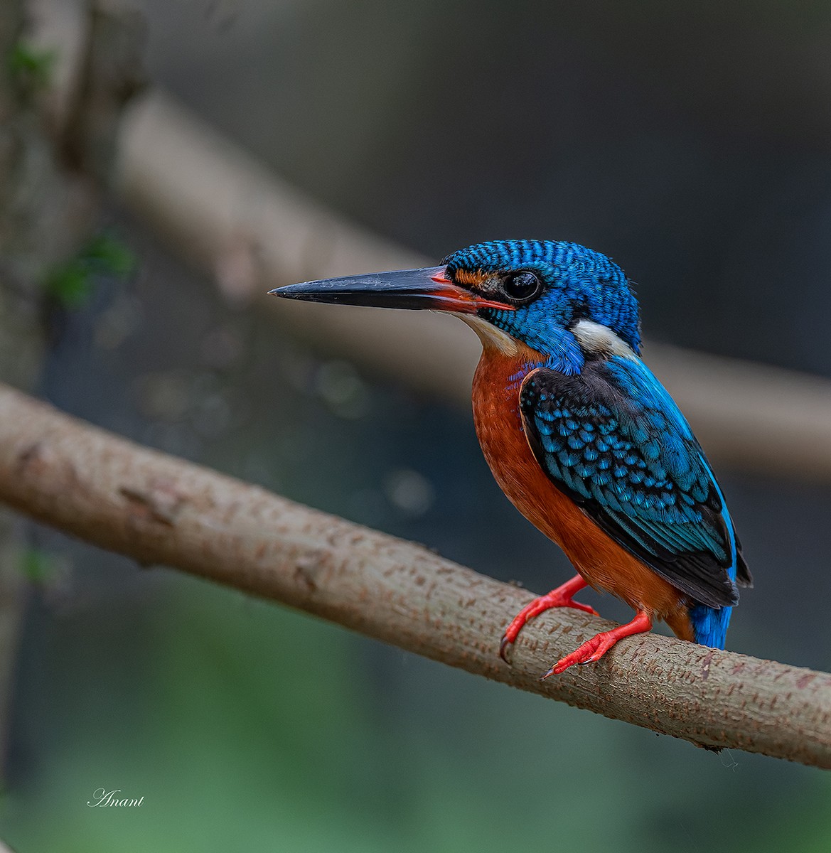 Blue-eared Kingfisher - ML643488671