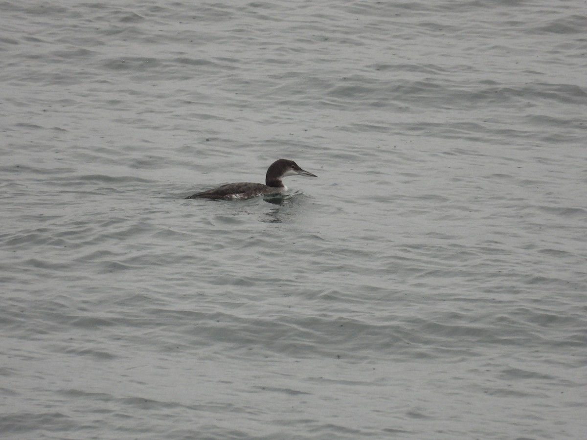 Plongeon huard - ML643488673