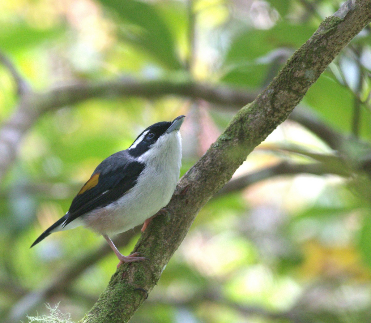 White-browed Shrike-Babbler - ML643488680