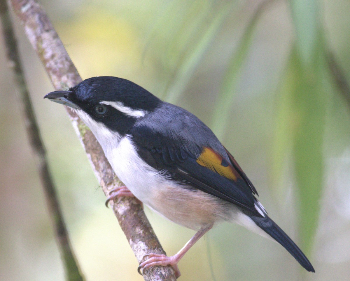 White-browed Shrike-Babbler - ML643488682
