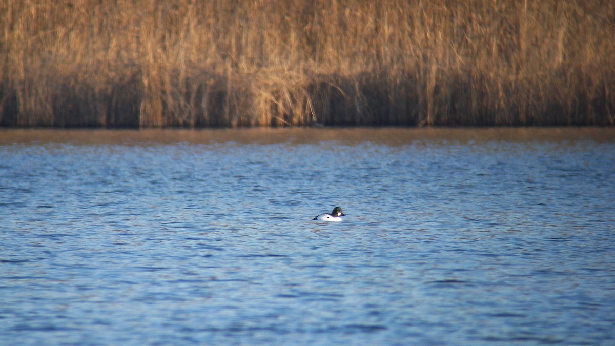 Common Goldeneye - ML643488688