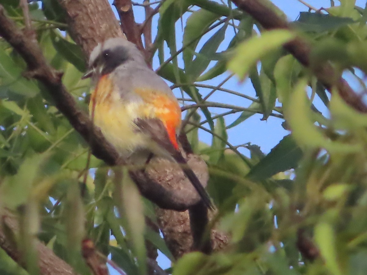 Small Minivet - ML643488690