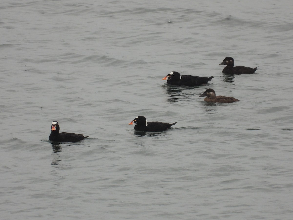 Surf Scoter - ML643488700