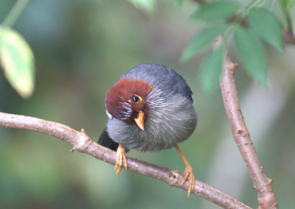 Chestnut-hooded Laughingthrush - ML643488709