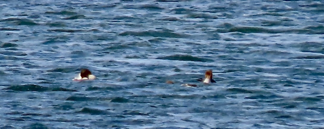 Plongeon huard - ML643488712
