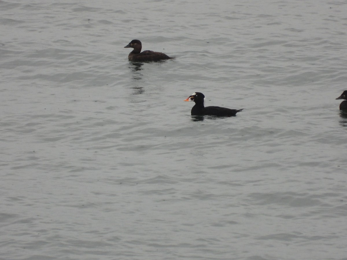 Surf Scoter - ML643488714