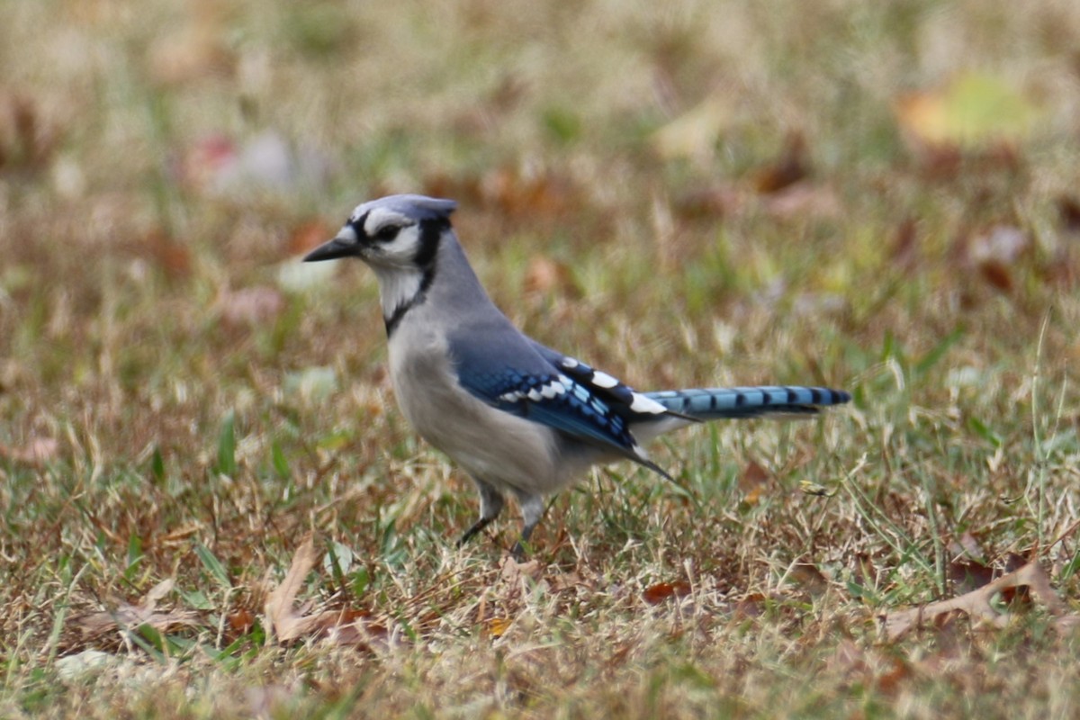 Blauhäher - ML643488736