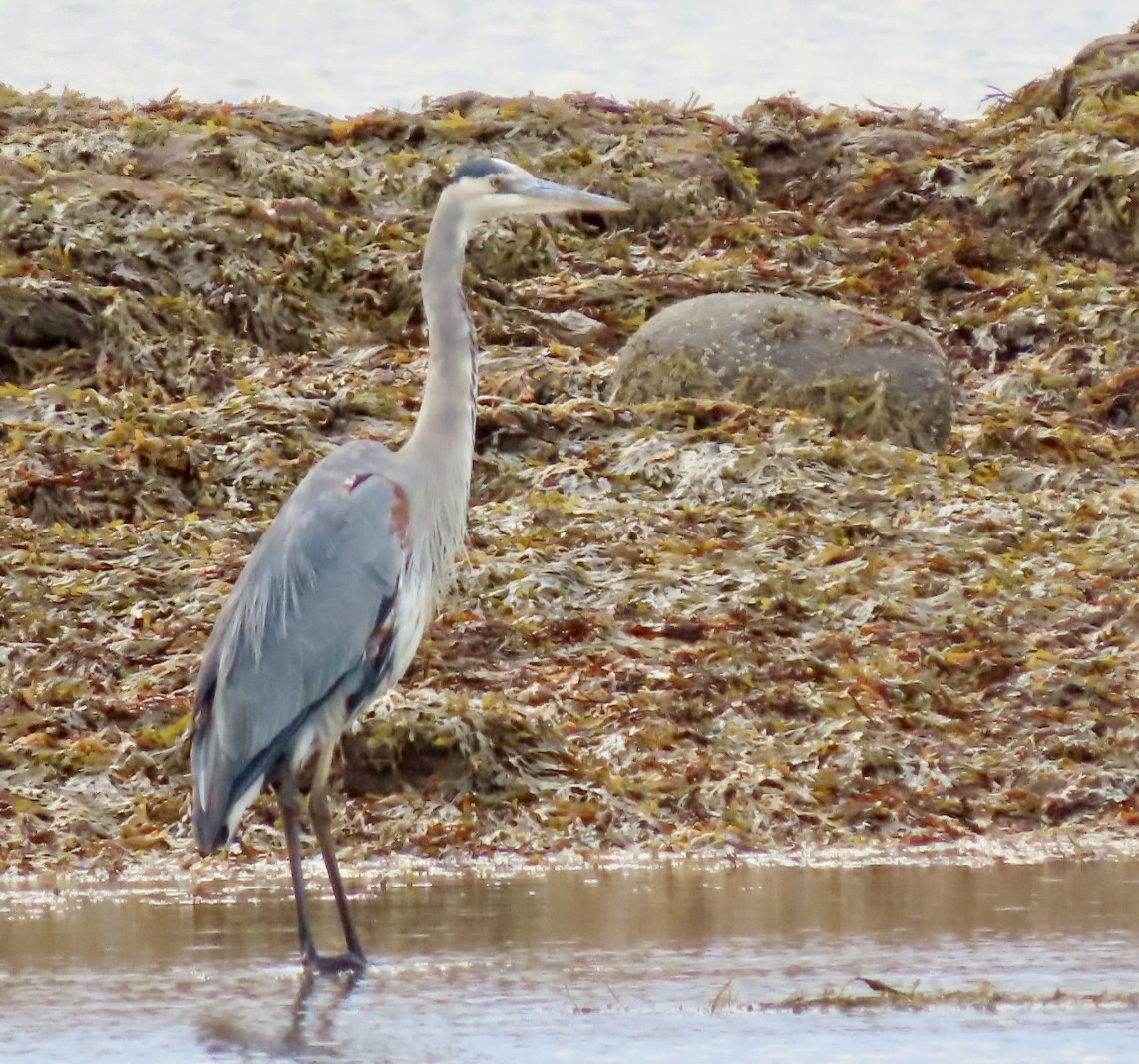 Great Blue Heron - ML643488747