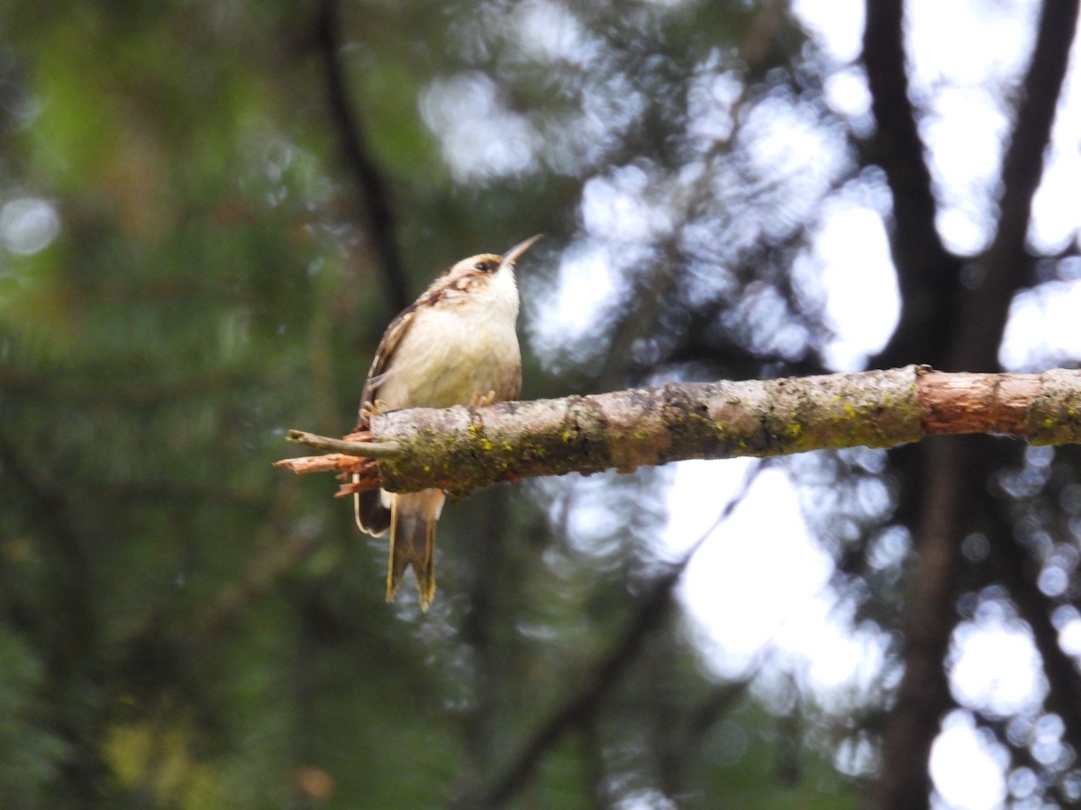 Brown Creeper - ML643488770