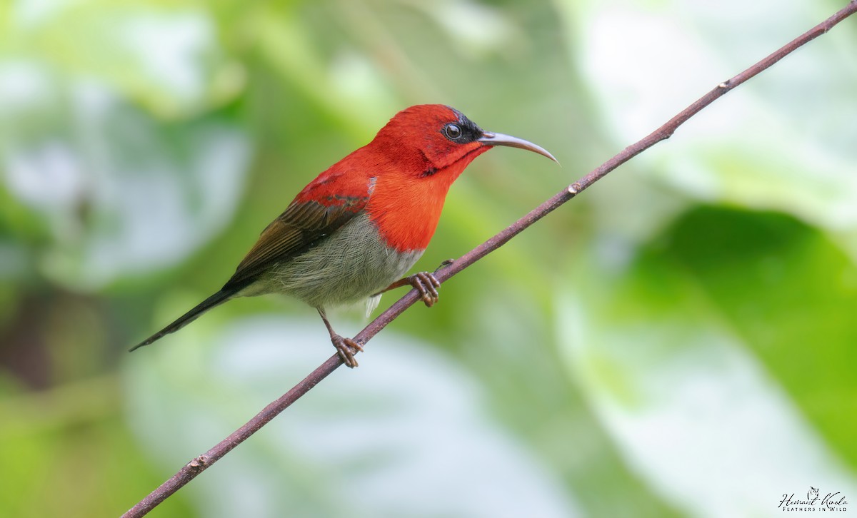 Crimson Sunbird - ML643488774