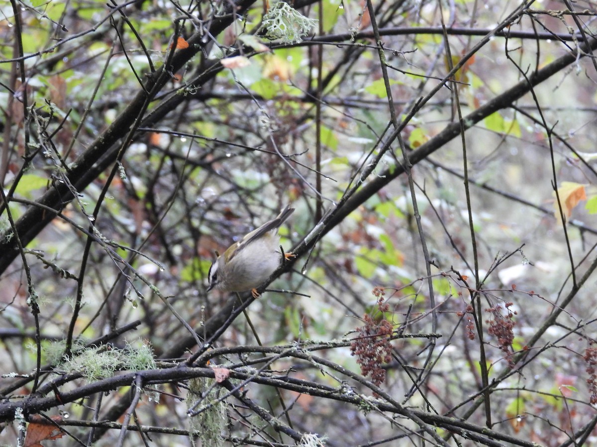 Golden-crowned Kinglet - ML643488776