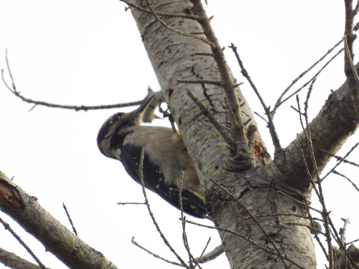 Hairy Woodpecker - ML643488781