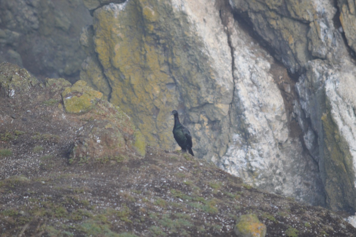 Pelagic Cormorant - ML643488821