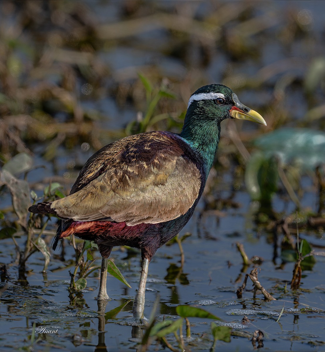 Bronze-winged Jacana - ML643488822