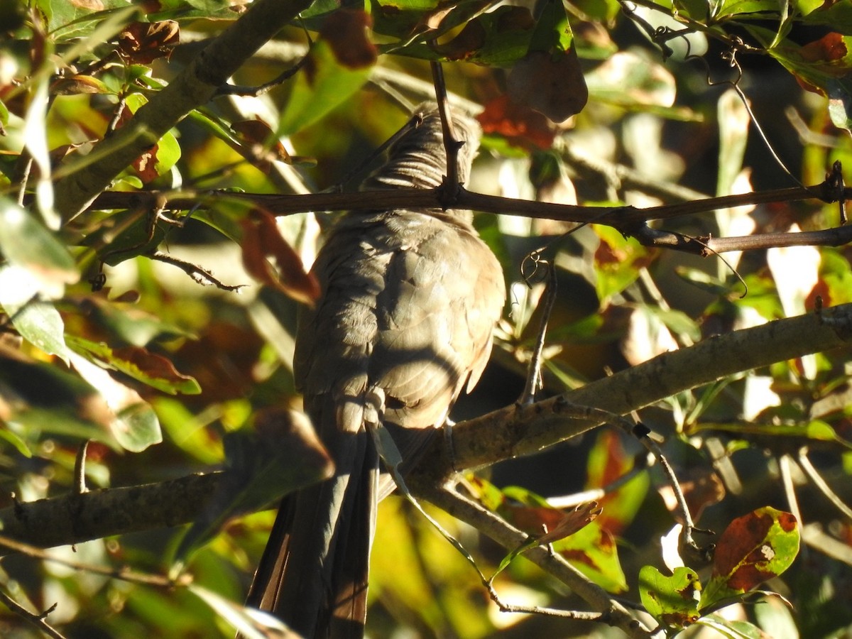 Yellow-billed Cuckoo - ML643488830