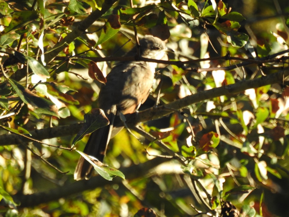 Yellow-billed Cuckoo - ML643488831
