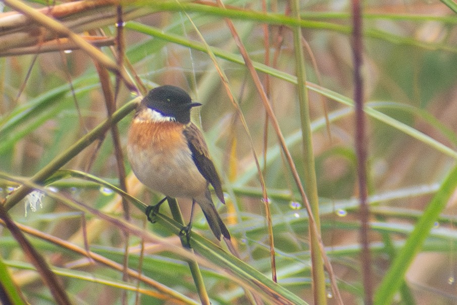 White-tailed Stonechat - ML643488832