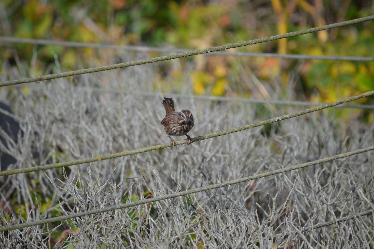Song Sparrow - ML643488834