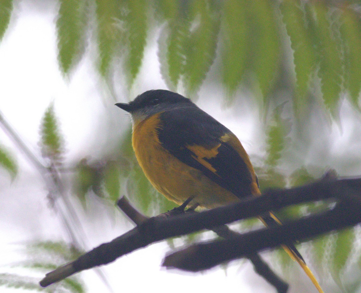 Gray-chinned Minivet - ML643488841