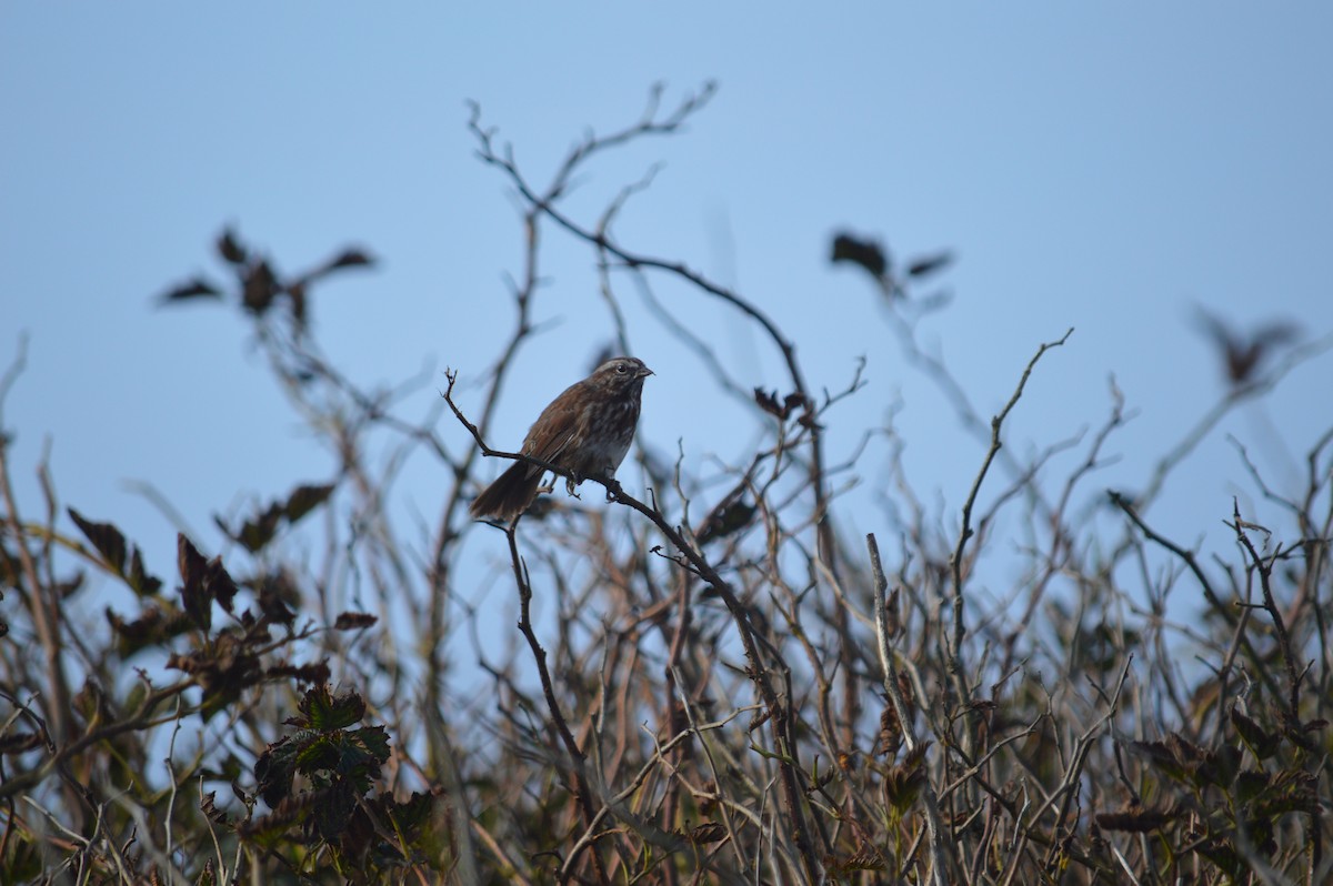 Song Sparrow - ML643488861