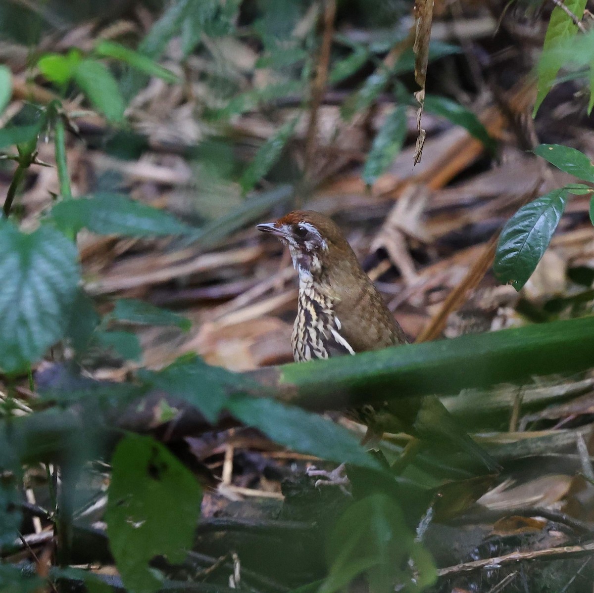 Such's Antthrush - ML643488865