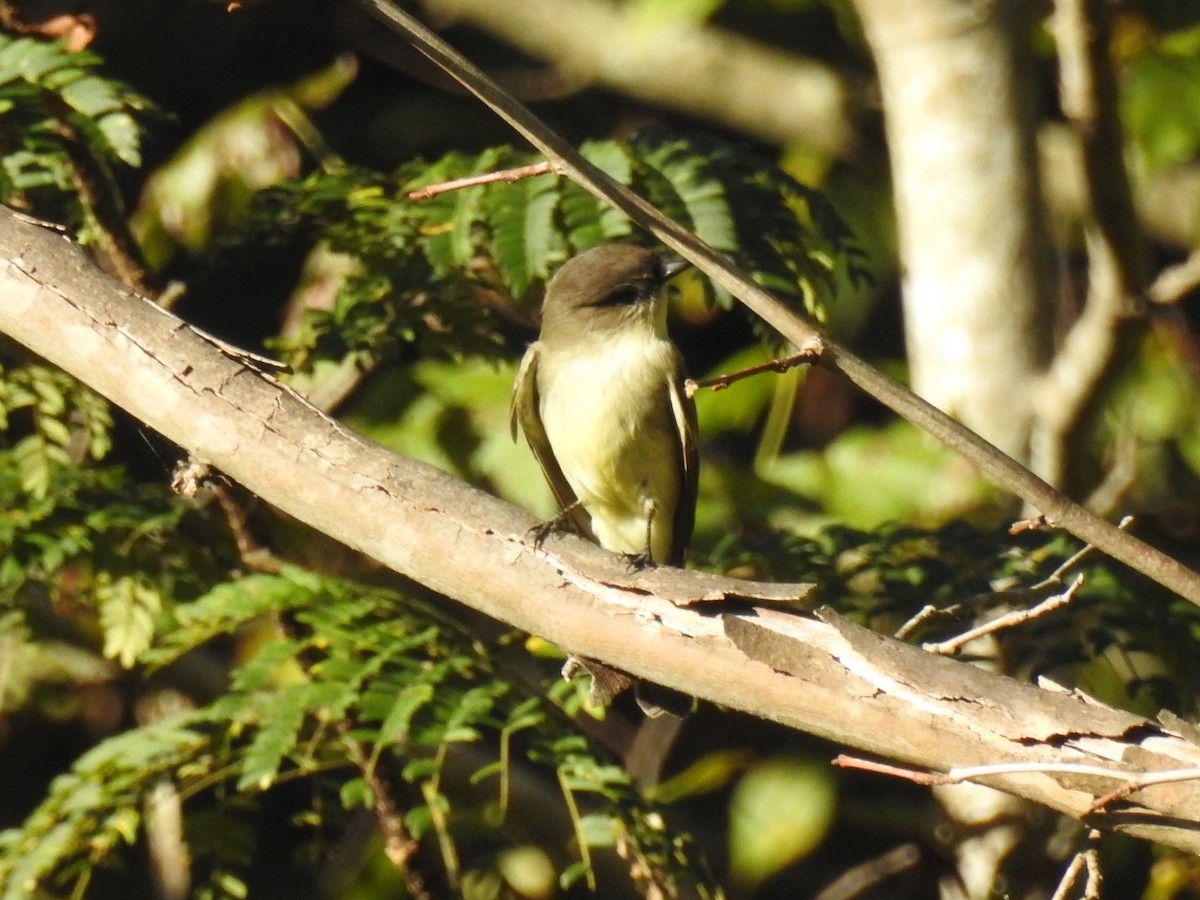 Eastern Phoebe - ML643488866