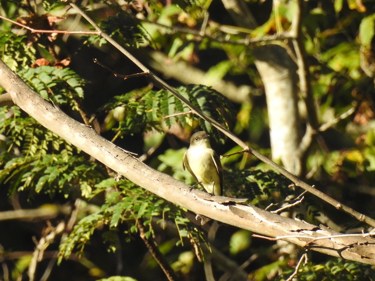 Eastern Phoebe - ML643488867