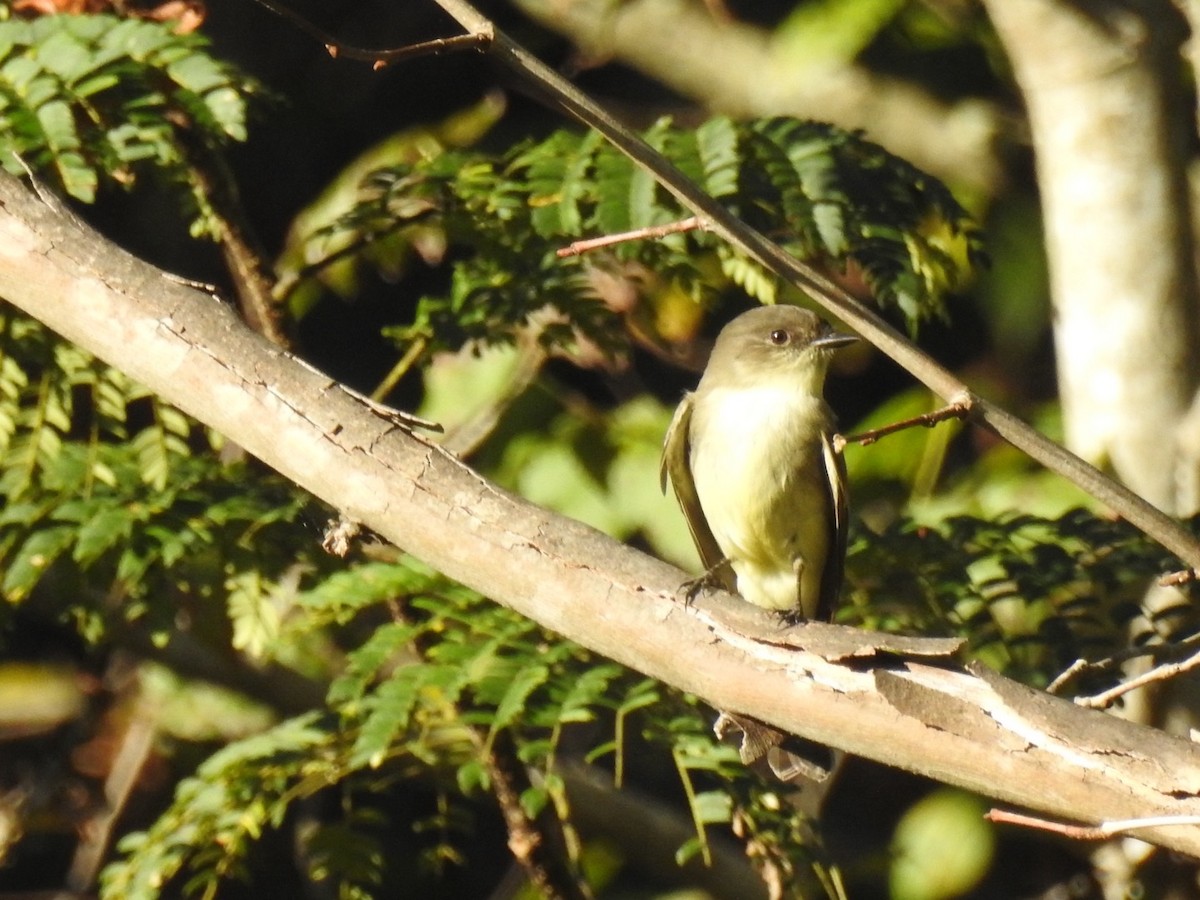 Eastern Phoebe - ML643488868