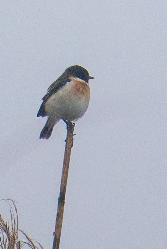 White-tailed Stonechat - ML643488872
