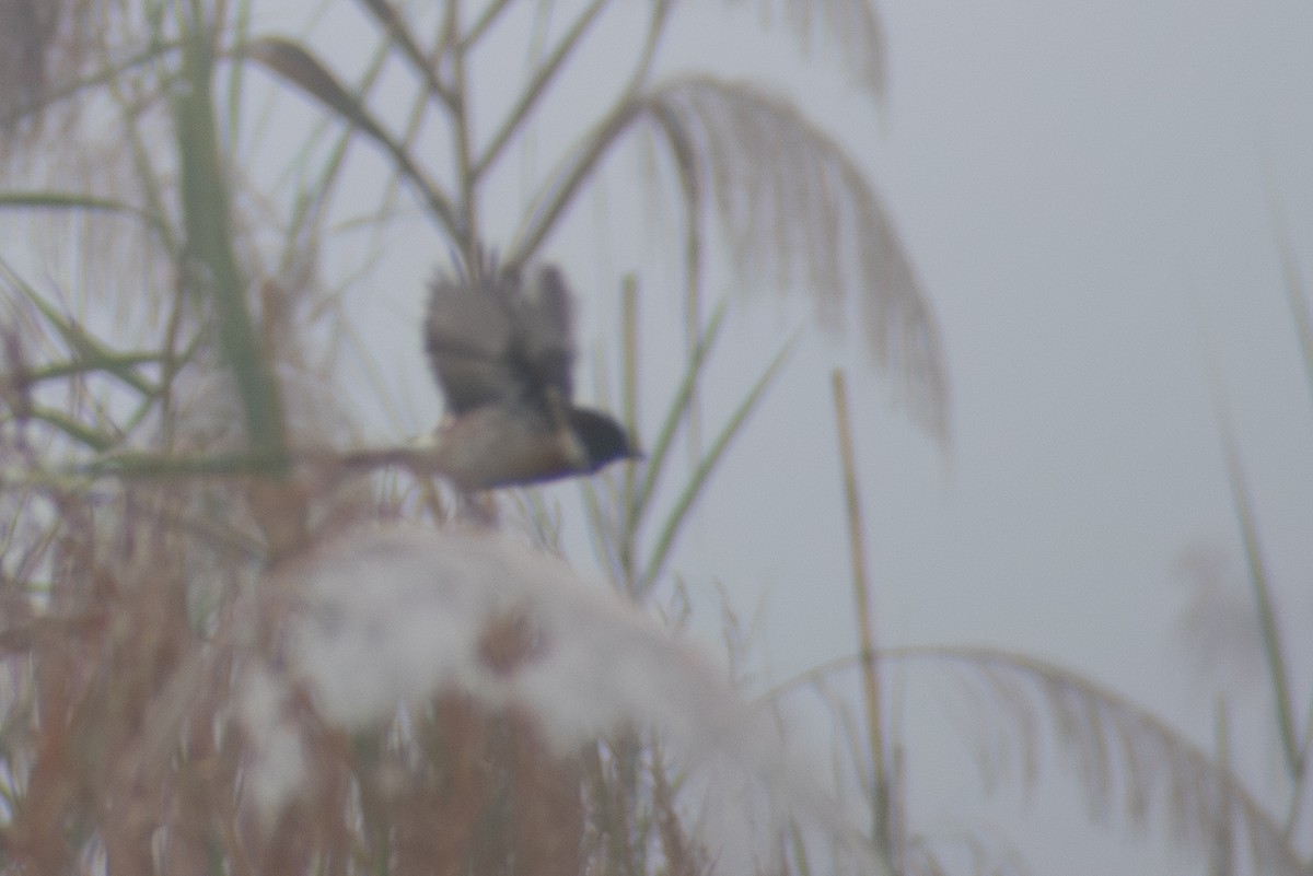 White-tailed Stonechat - ML643488873