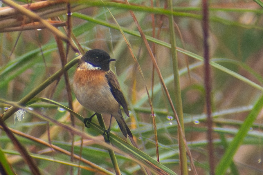 White-tailed Stonechat - ML643488874