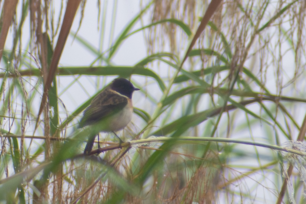 White-tailed Stonechat - ML643488875