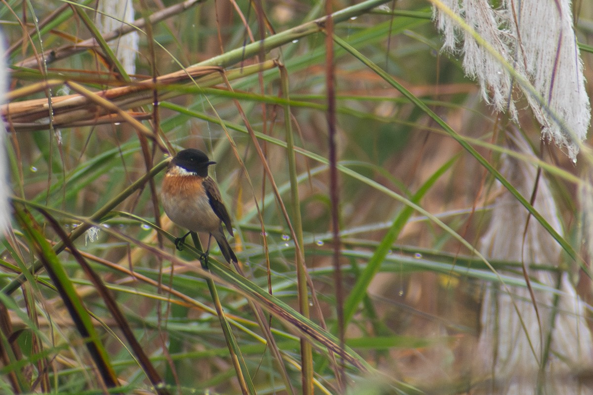 White-tailed Stonechat - ML643488876