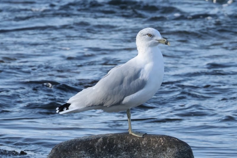 Ring-billed Gull - ML643488882