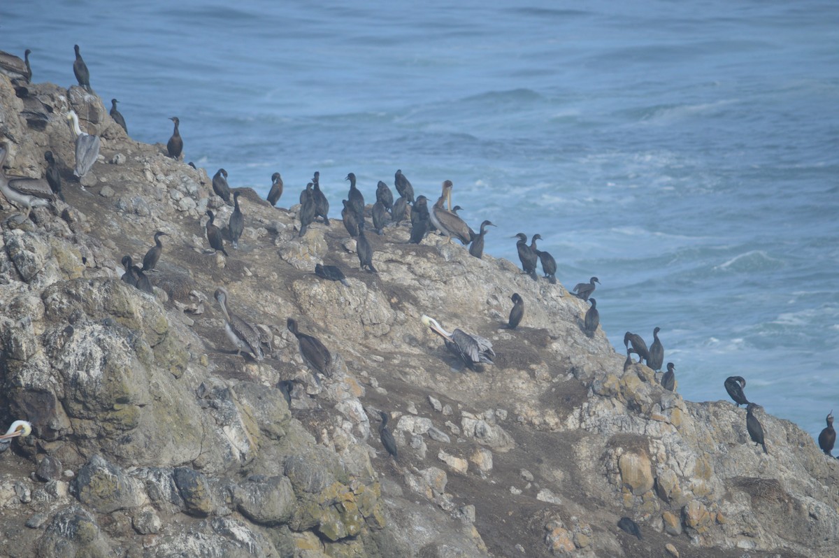 Pelagic Cormorant - ML643488884