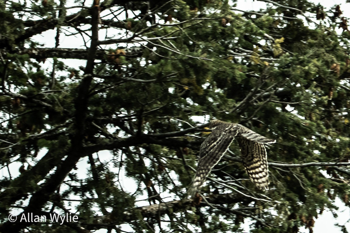 American Goshawk - ML643488890