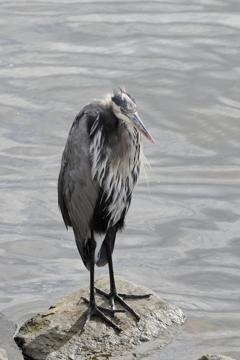 Great Blue Heron - ML643488901