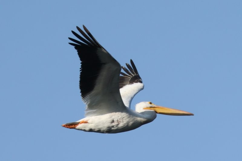 American White Pelican - ML643488906