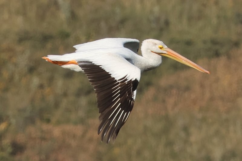 American White Pelican - ML643488907