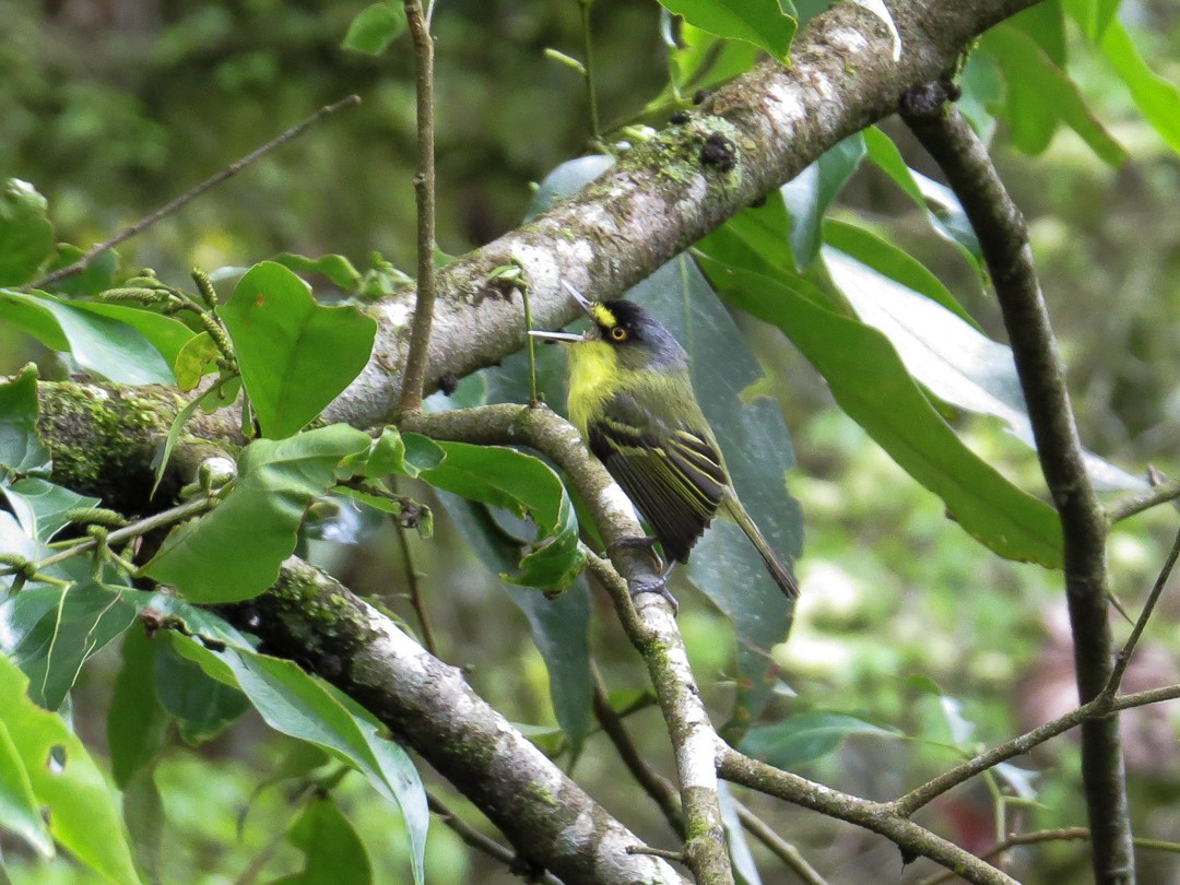 Gray-headed Tody-Flycatcher - ML643488911