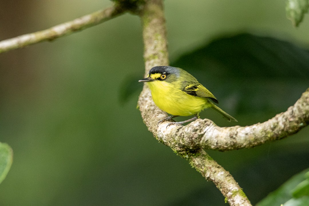 Gray-headed Tody-Flycatcher - ML643488912