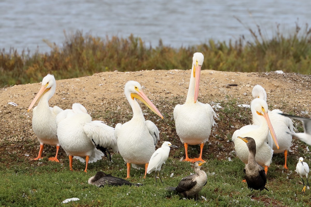 American White Pelican - ML643488914