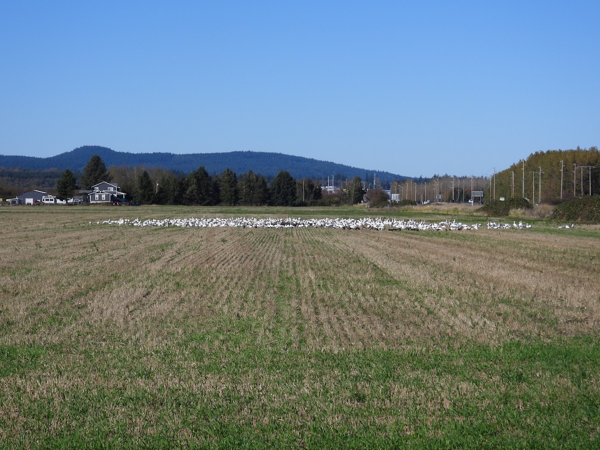 Snow Goose - ML643488936