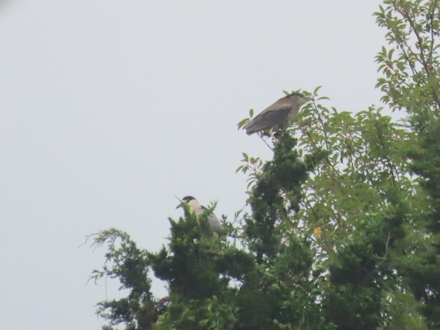 Black-crowned Night Heron - Ruth Bergstrom