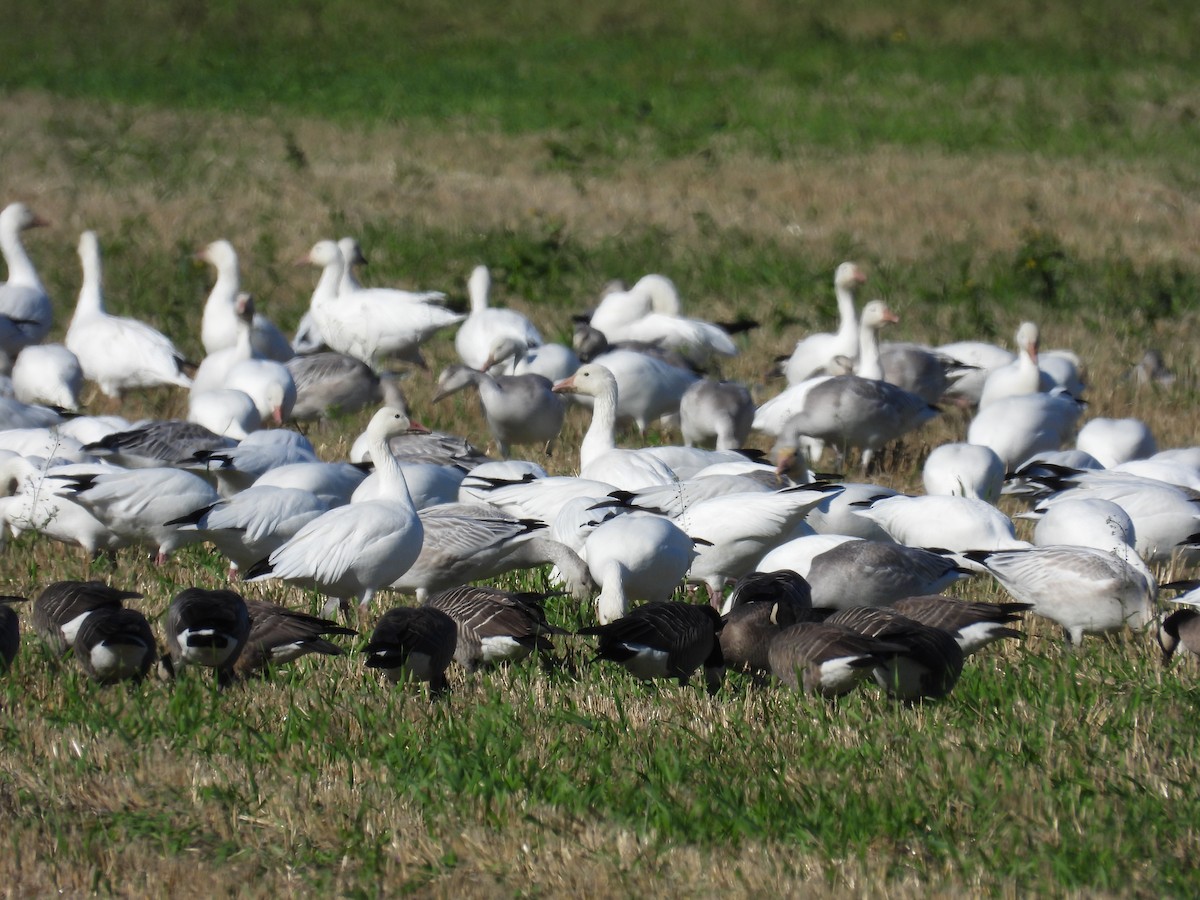 Snow Goose - ML643488944