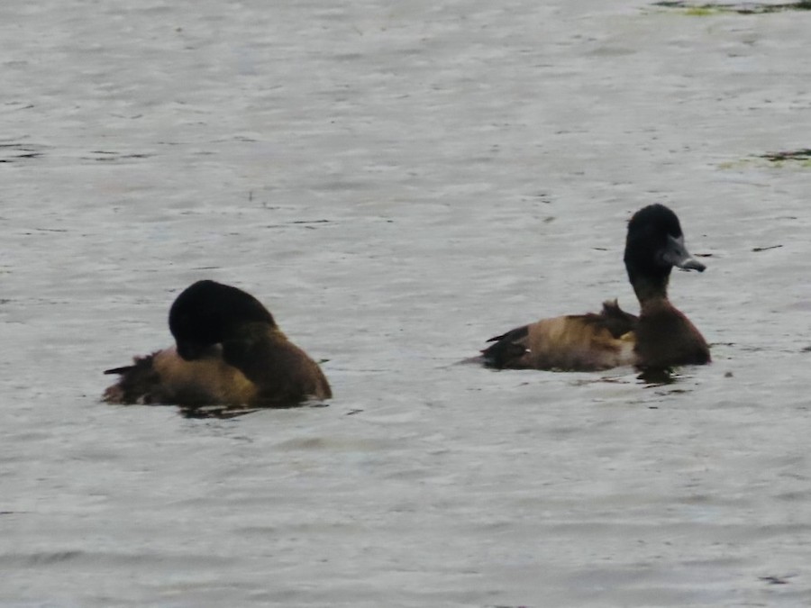 Ring-necked Duck - Ruth Bergstrom
