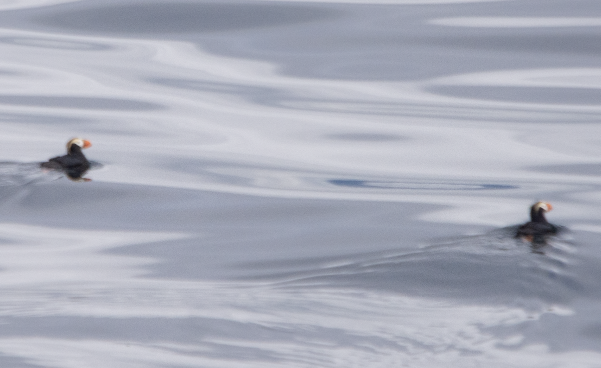Tufted Puffin - ML643488950