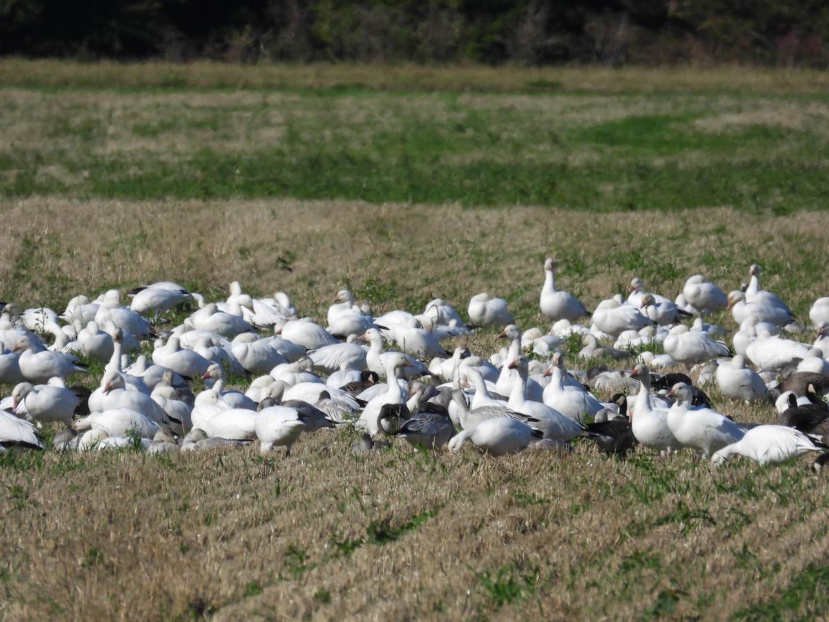 Snow Goose - ML643488954